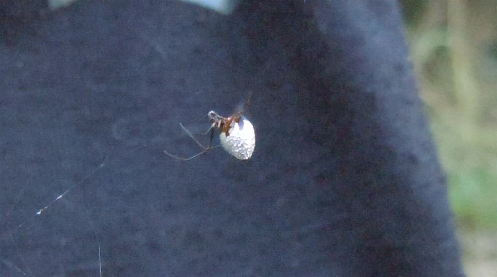 Argiope bruennichi + Argyrodes + dittero scroccone